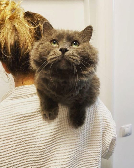 Donez motan Blue Russian