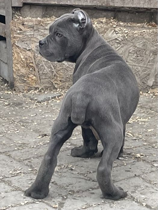 Щенки кане корсо