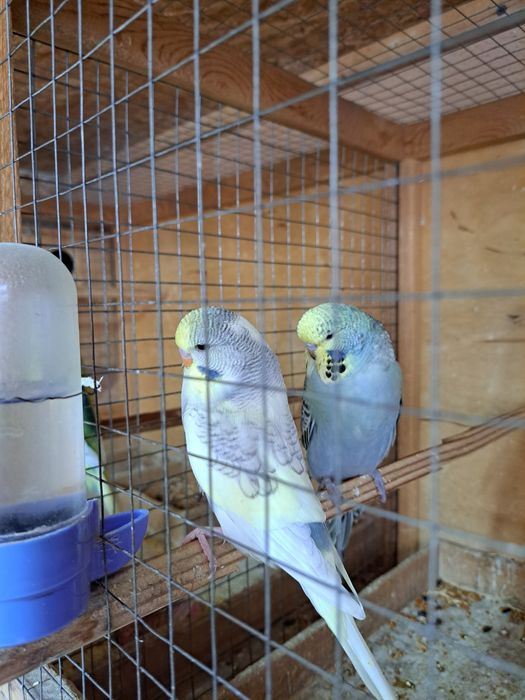 Выставочные попугаи