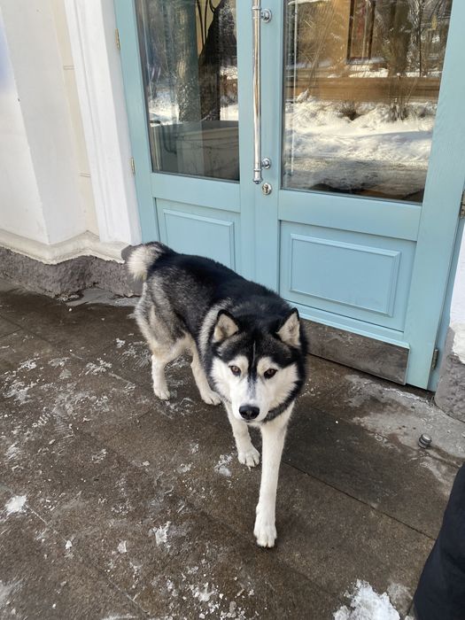 Найдена собака хаски