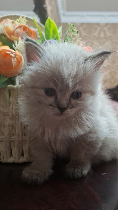 Продаётся кошка 1,5 месяца девочка