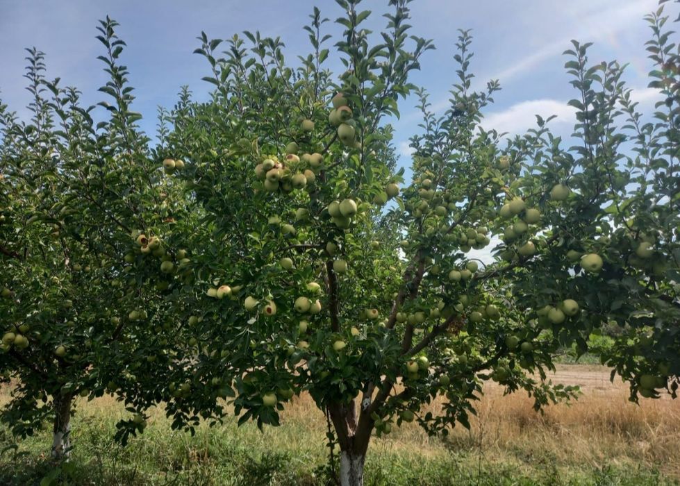 Яблоневый сад, 5 гектаров