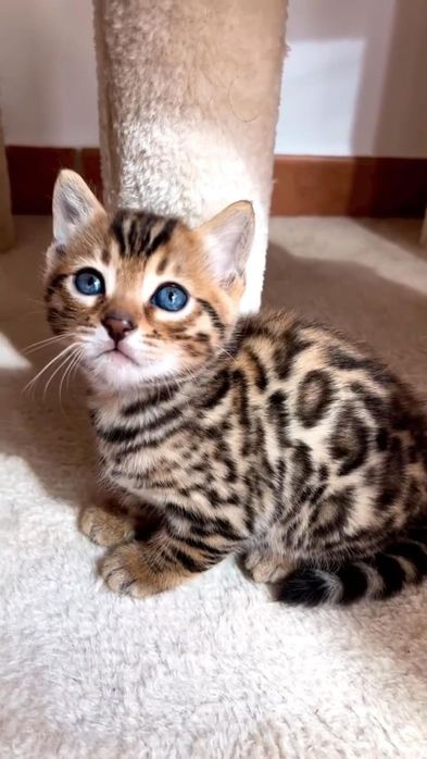Продам котика бенгальского 6 недель