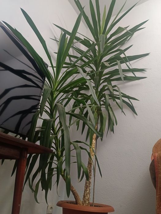 Продам Пальму Юкка