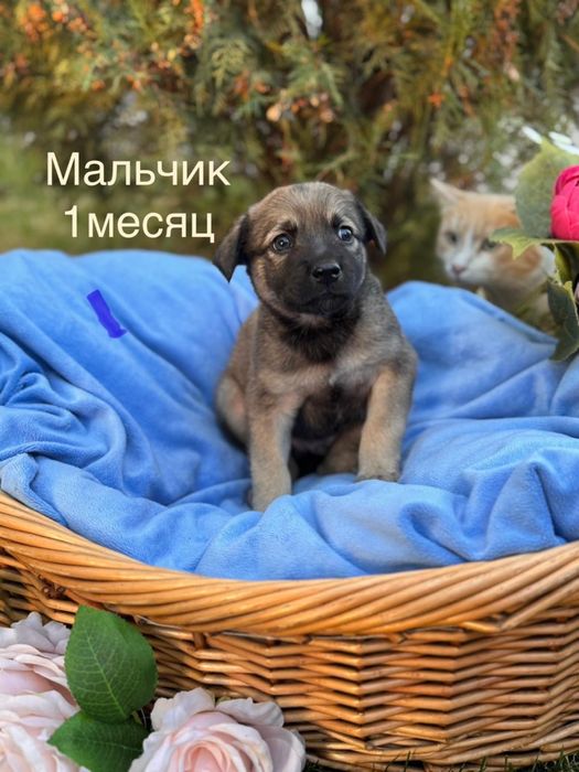 Щенок мальчик милаш