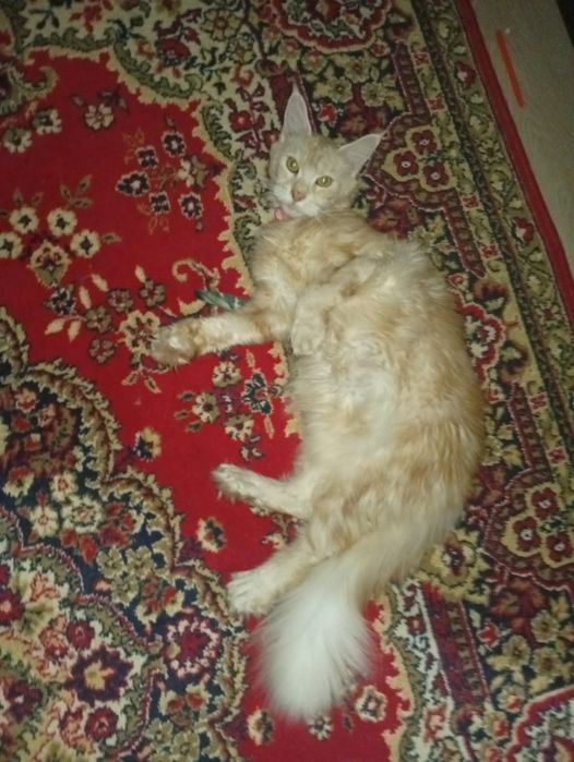 Мейн Кун, полидакт.