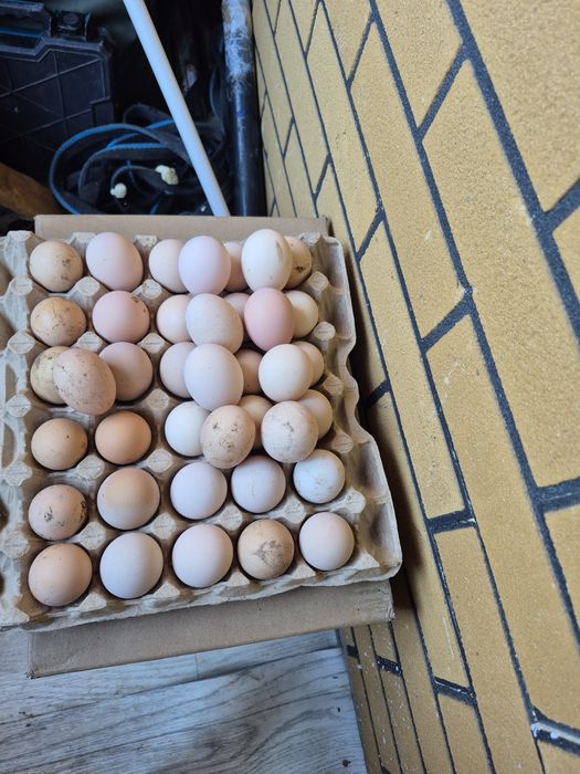 Продажа яйцо на инкубацию