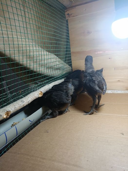 Ухейюл жужалари сотилади