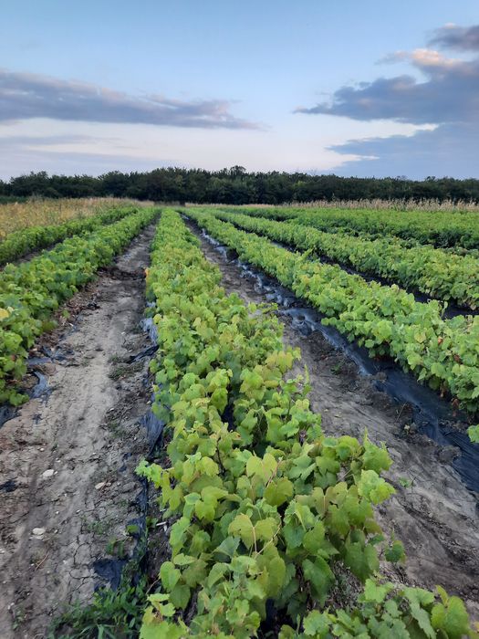 Butași Viță De Vie Hibridă