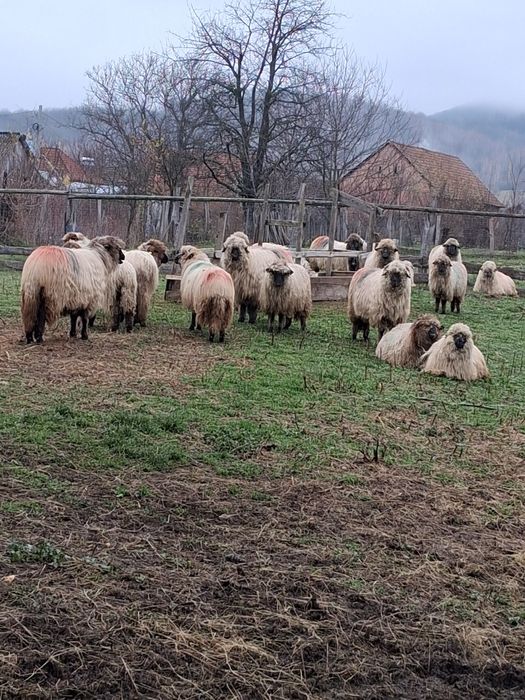 Oi bucalai de vanzare