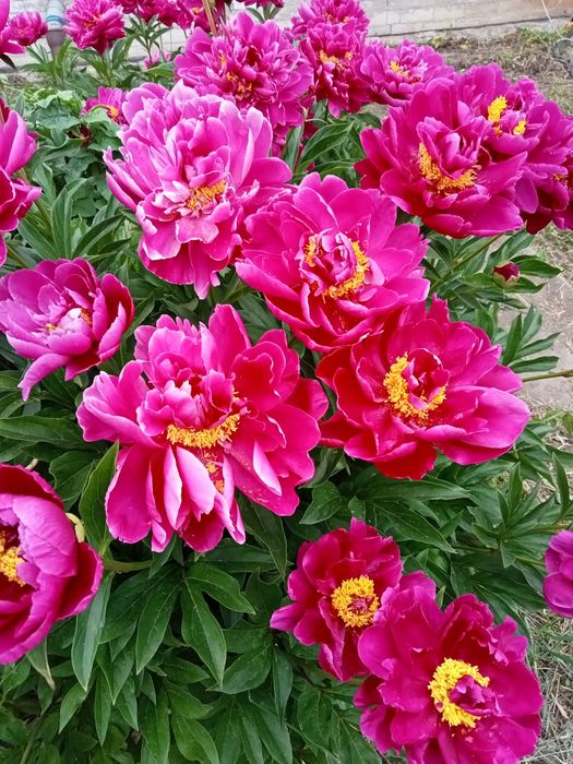 Продам деленки пиона Ред Сара  Бернар