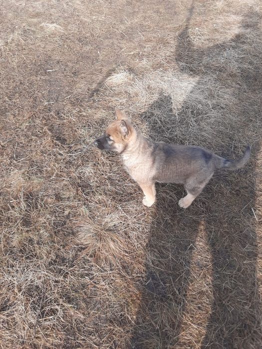 Продам щенка Волкособа!