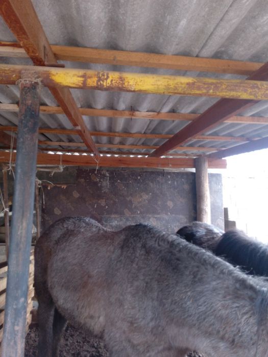 Семіз құнан  сатылады.