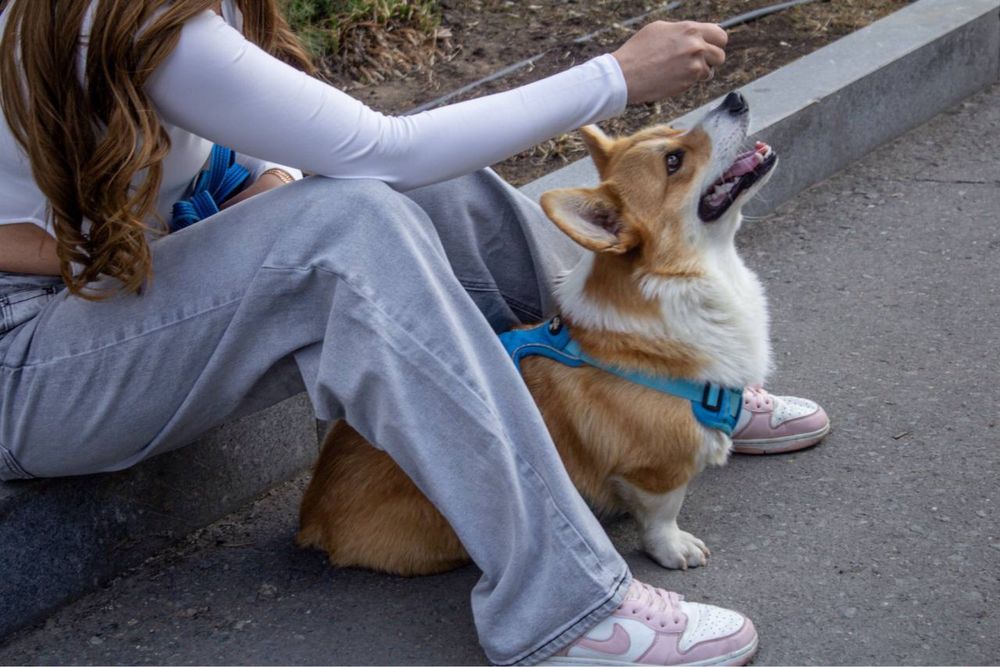 Ищем девочку  корги для вязки