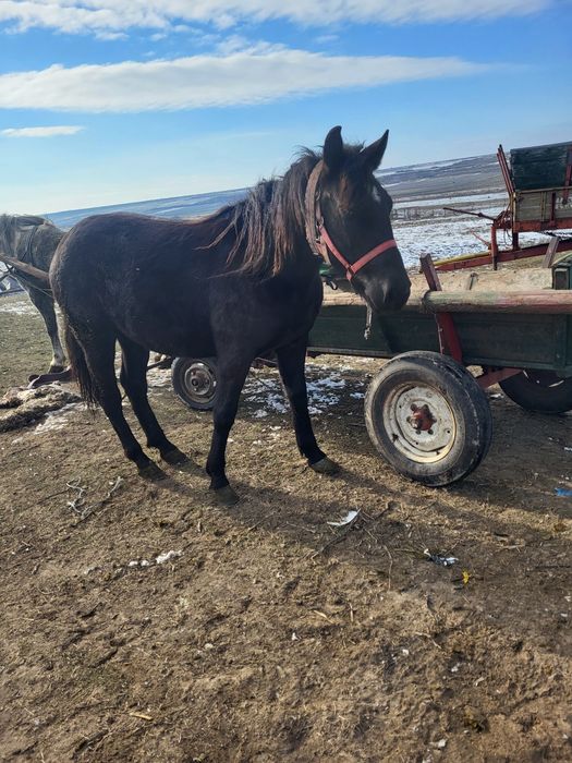 Mānza de un an si jumate de vnzare