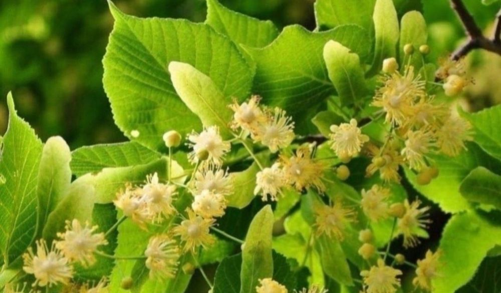 Tei argintiu / Puieti tei argintii ( pentru ceai) / Tei parfumat