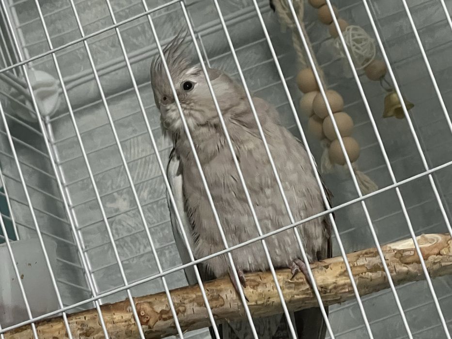 Попугай корелла две девочки