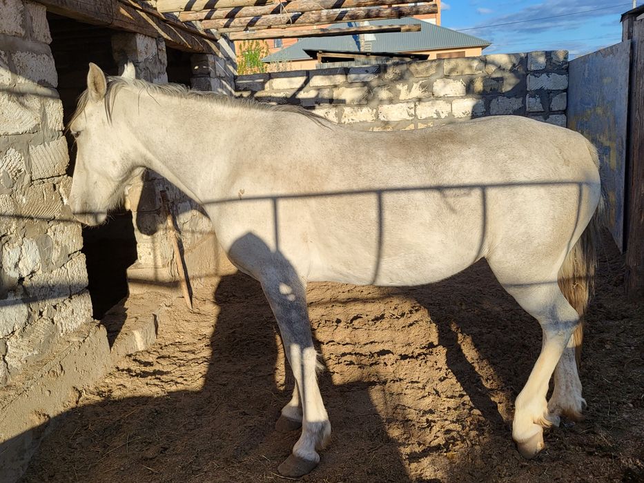 Семіз байтал сатылады