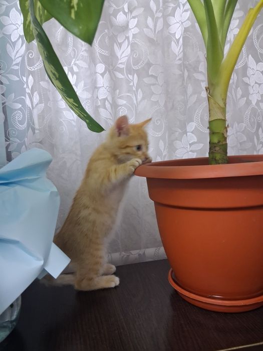 Отдам котёнка мальчика 1,5 мес. в добрые руки!!!
