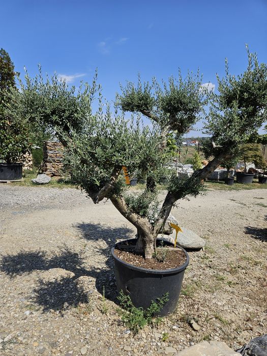 Catalpa  globulara plante