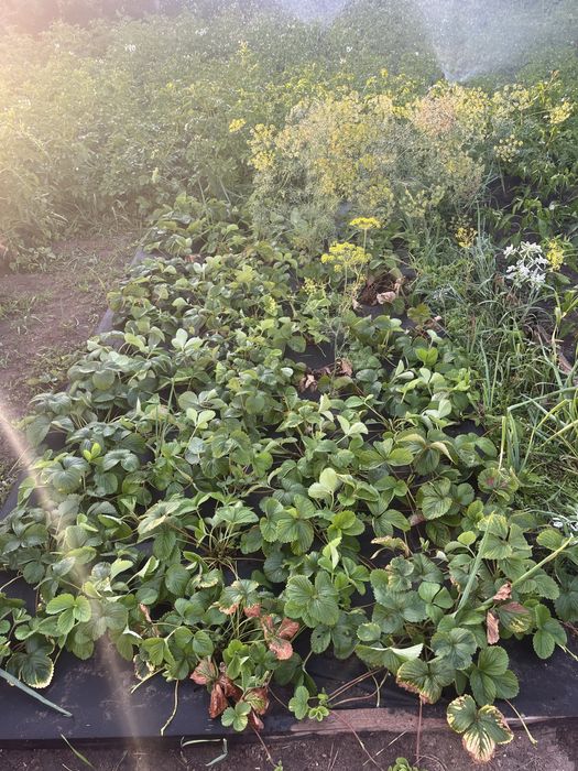 Продам дачу 6 общ 17 дачи