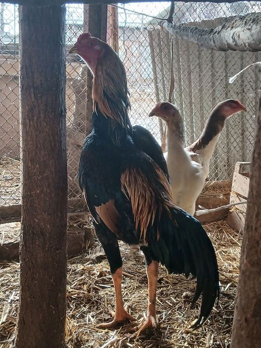 Dakan xo'roz sotiladi