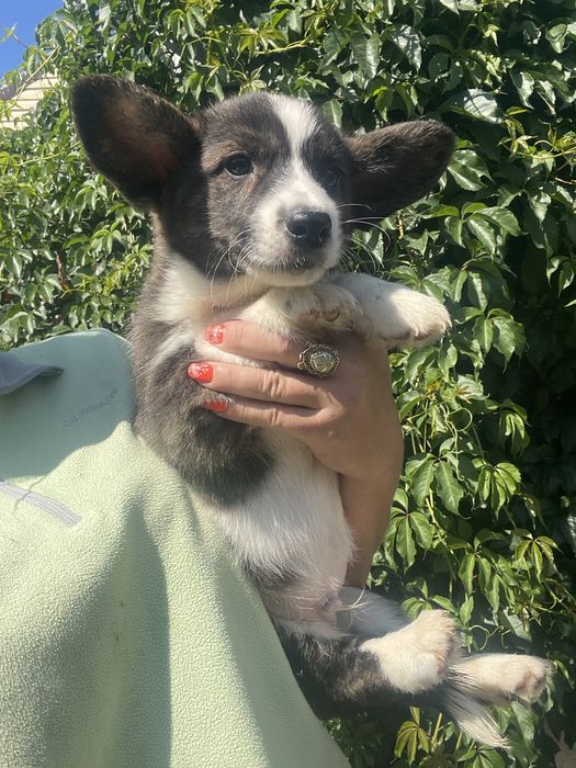 Вельш корги кардиган