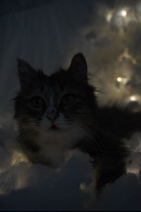 Кошка в добрые руки