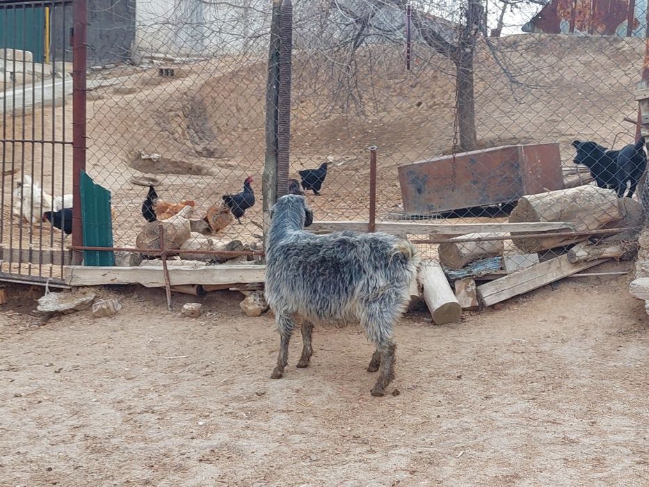 Семіз жем жеп тұрған бойдақ ешкілер сатылады