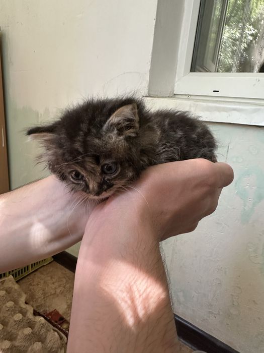 Отдам котенка в добрые руки