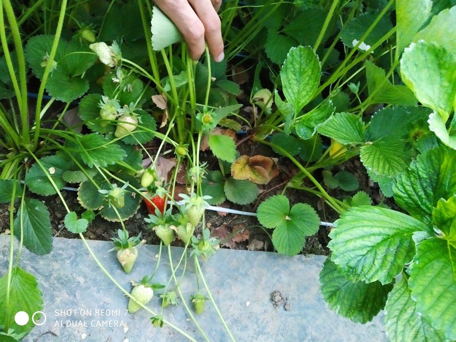 Қулупнай кочатлари