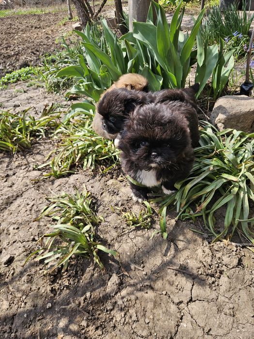 Малки сладки пекинези
