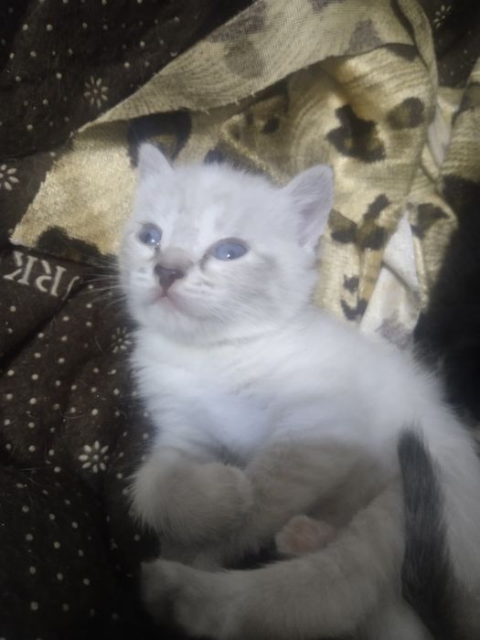 Котята даром в добрые руки