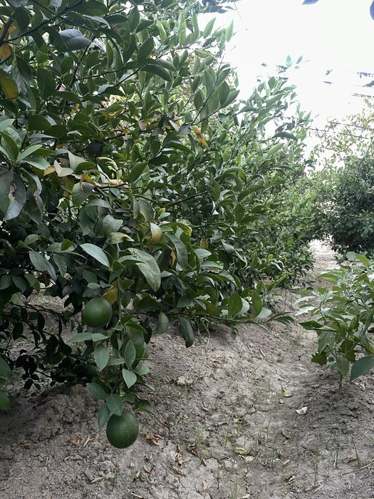 Limon daraxti (serhosil) sotiladi