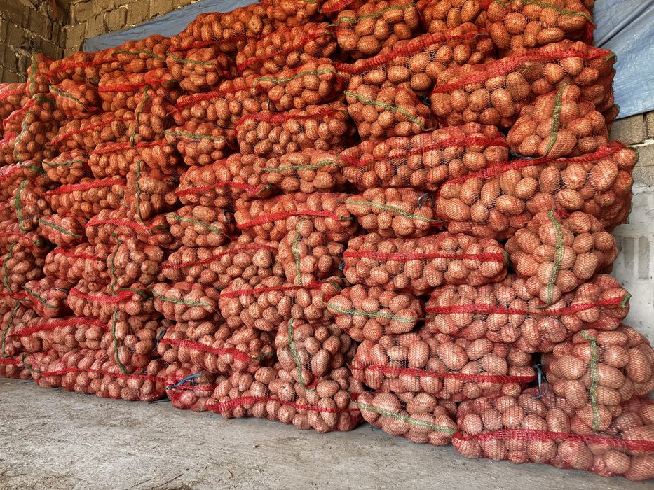 Cartofi consum Bellarosa