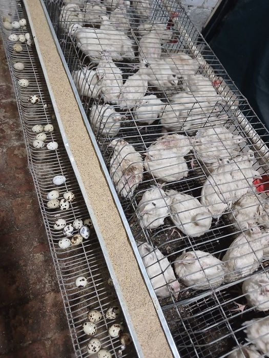 Bedona, go'shti jojalari tuxumlari sotiladi inkubator xizmati ham bor