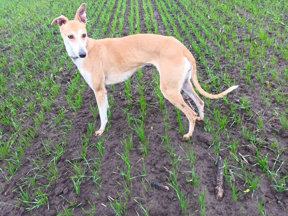 Vand catea ogar invatata