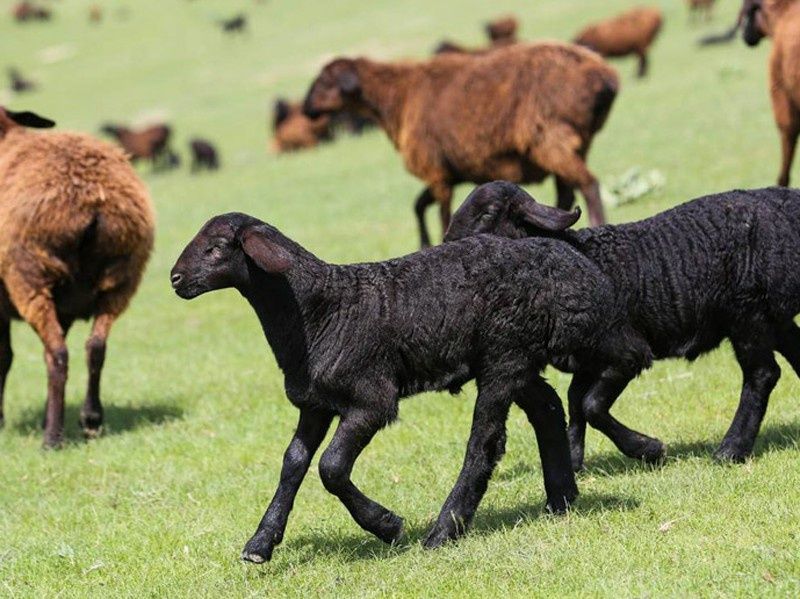 Qo'y so'yish qassobchilik xizmati 24/7 aloqadamiz