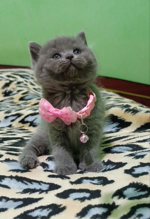 Продаются породистые котята Скоттиш-страйт