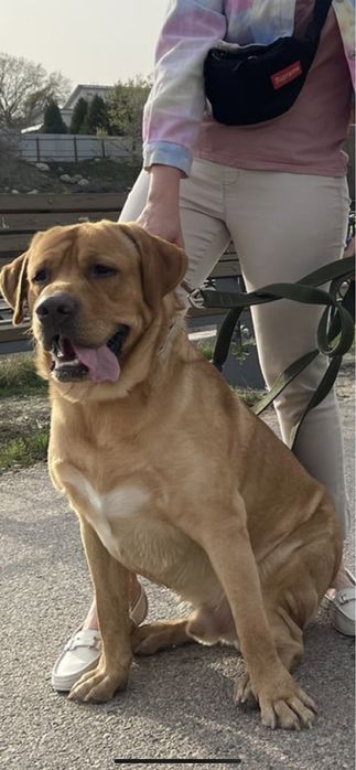 Вязка лабрадор.