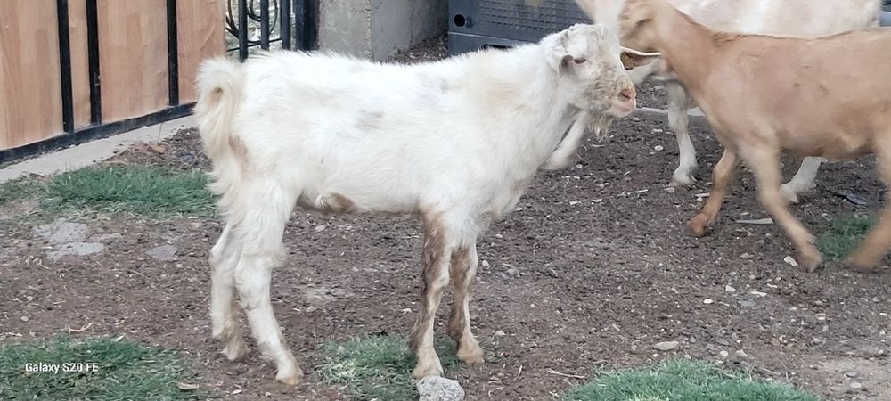 Текелер сатылады