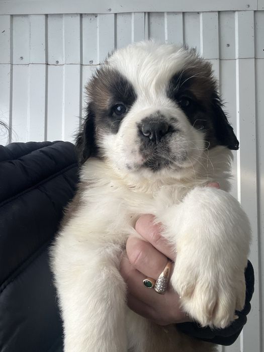 Продаем щенков сенбернара