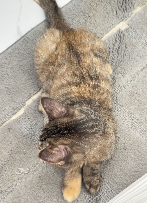 Отдам котят 3 месяца