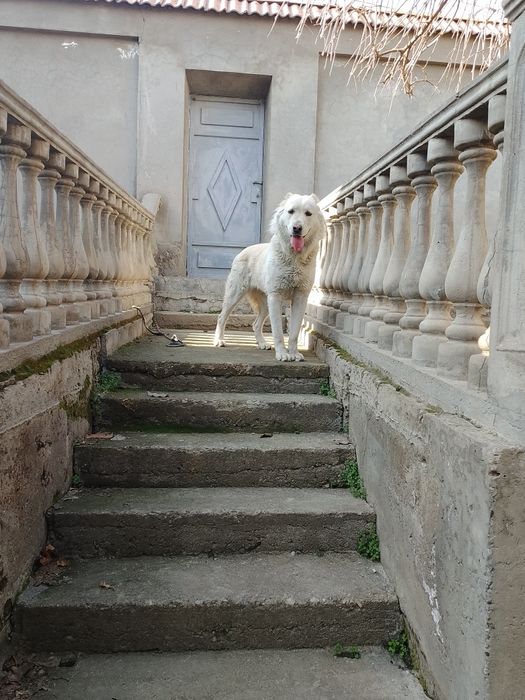 Продаётся собака