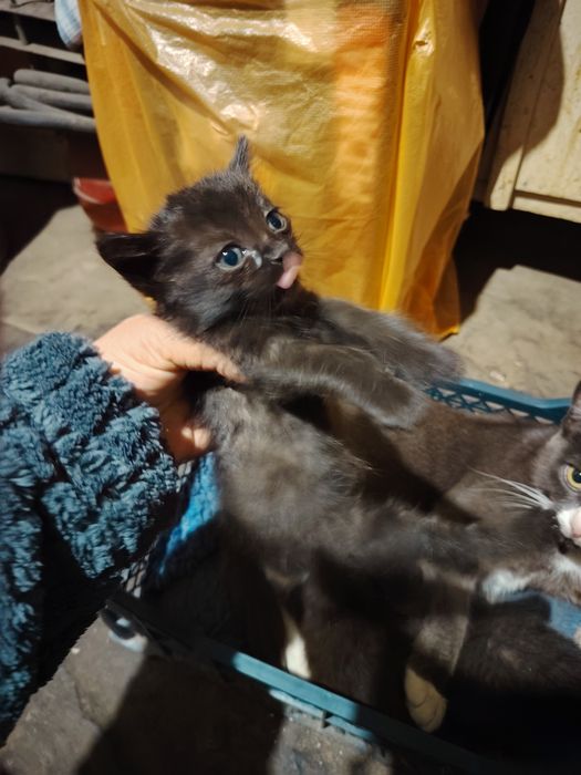 Дарю котят 2мальчика и девочка