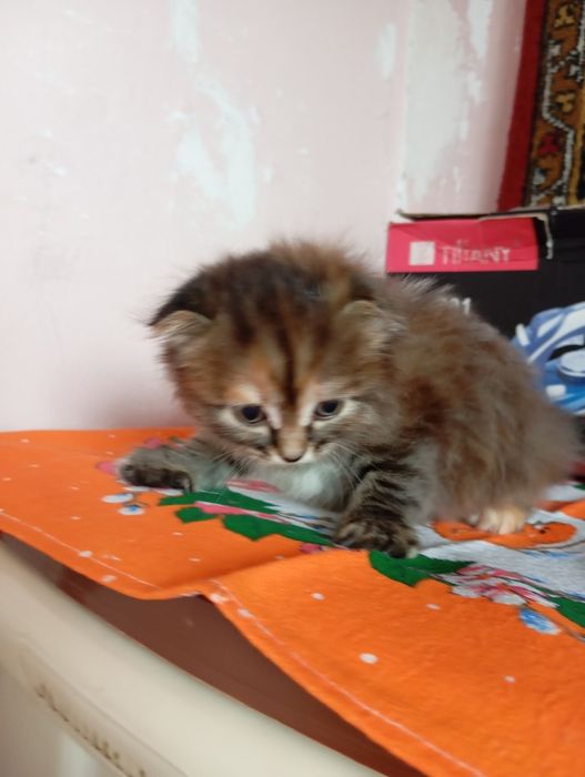 Котята девочки!!