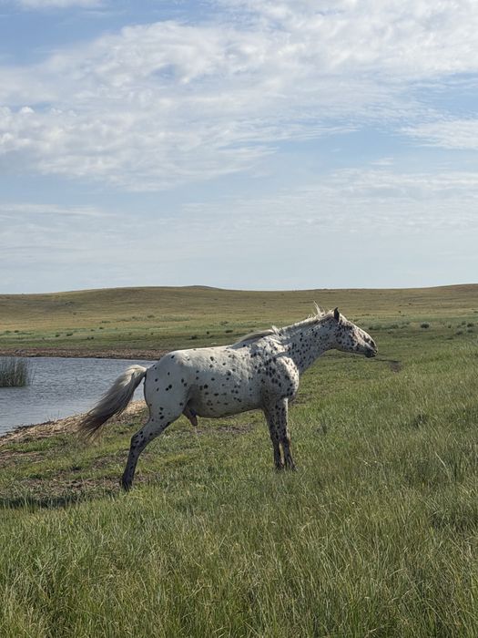 Ат жане айгыр сатылады