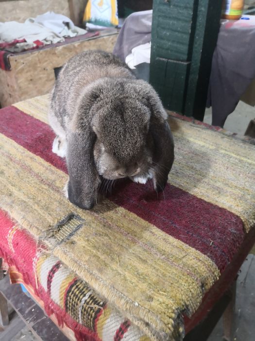 Berbec german rasa pură!!