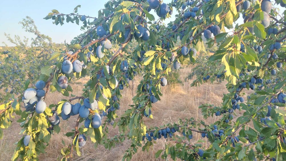 Продавам сини сливи