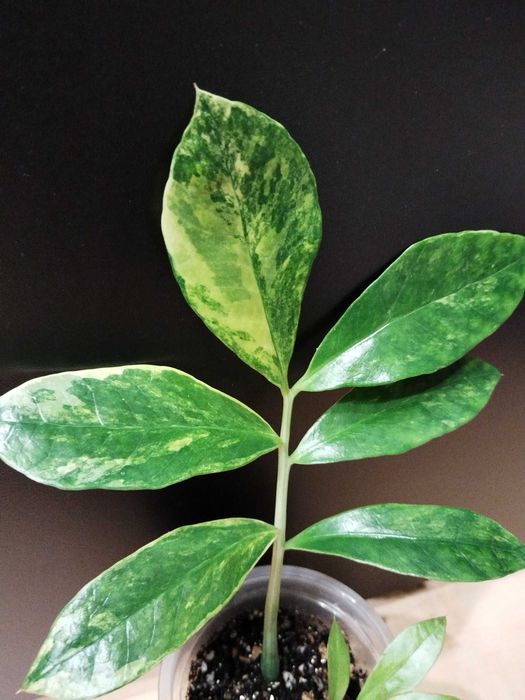 Замиакулькас лонг лив(лист) по 5000